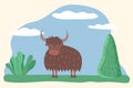 Muskox or Bull, Wild Animal Standing on Meadow