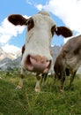big muzzle of cow photographed by fisheye lens Royalty Free Stock Photo