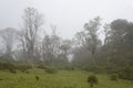 Big mystrerious trees in middle of a rainy foggy forest