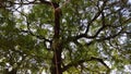 Big Tree clicked from a swing