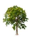 Neem tree