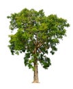 Neem tree Royalty Free Stock Photo