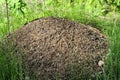 Big nest of ants in the forest Royalty Free Stock Photo