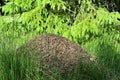 Big nest of ants in the forest Royalty Free Stock Photo