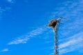 big nest made with branches of trees at the top of an electrical tower of high voltage that conducts electricity to houses in a Royalty Free Stock Photo
