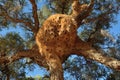 Big nest. Namibia Royalty Free Stock Photo