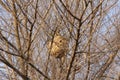 Big nest with wasps in the tree Royalty Free Stock Photo