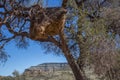 The big nest, weaver bird Royalty Free Stock Photo