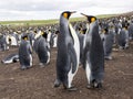 Big nesting colony king penguin, Aptenodytes patagonicus, Volunteer point, Falkland Islands - Malvinas