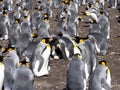 Big nesting colony King penguin, Aptenodytes patagonicus, Volunteer point, Falkland Islands - Malvinas