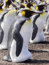 Big nesting colony King penguin, Aptenodytes patagonicus, Volunteer point, Falkland Islands - Malvinas