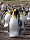 Big nesting colony King penguin, Aptenodytes patagonicus, Volunteer point, Falkland Islands - Malvinas