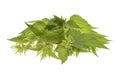 Big nettle herb plant