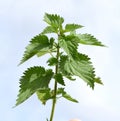 Big nettle, Urtica dioica