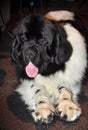 Big Newfoundland dog