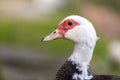 Big nice beautiful fattened black and white musk duck head on blurred light copy space background