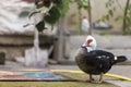 Big nice beautiful fattened black and white musk duck outdoors i