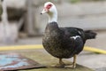 Big nice beautiful fattened black and white musk duck outdoors i