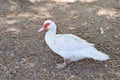 Big nice beautiful fattened white musk duck outdoors in yard on bright sunny summer day