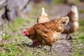 Big nice beautiful red brown hens feeding outdoors in green mead