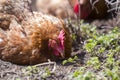 Big nice beautiful red brown hens feeding outdoors in green mead