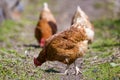 Big nice beautiful red brown hens feeding outdoors in green mead