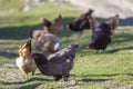 Big nice beautiful red brown hens feeding outdoors in green mead