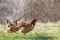 Big nice beautiful red brown hens feeding outdoors in green mead