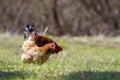 Big nice beautiful red brown hens feeding outdoors in green mead