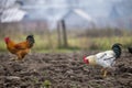 Big nice beautiful white and black rooster and hens feeding outdoors in plowed field on bright sunny day on blurred colorful rural