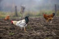 Big nice beautiful white and black rooster and hens feeding outdoors in plowed field on bright sunny day on blurred colorful rural