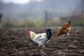 Big nice beautiful white and black rooster and hens feeding outdoors in plowed field on bright sunny day on blurred colorful rural