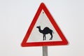 Big nice road sign attention camels Royalty Free Stock Photo