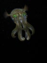 Night squid black underwater