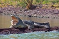 Big nile crocodile, Chamo lake Falls Ethiopia Royalty Free Stock Photo