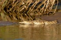 Big Nile crocodile swimming in the water in Africa Royalty Free Stock Photo