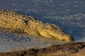 Big Nile crocodile swimming in the water in Africa Royalty Free Stock Photo