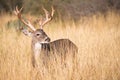 Big non-typical whitetail Royalty Free Stock Photo