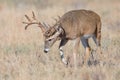 Big non-typical whitetail buck smelling the trail of a hot doe Royalty Free Stock Photo
