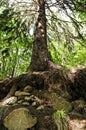 Big norway spruce in the forest