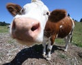 Big nose cow grazing in the mountains Royalty Free Stock Photo