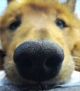 : Big nose of a curious dog close-up Royalty Free Stock Photo