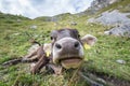 Big nose of labeled young cow Royalty Free Stock Photo