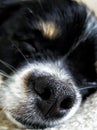 Big nose of my little dog sleeping Royalty Free Stock Photo