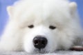 Big nose of a white dog. Close-up Royalty Free Stock Photo