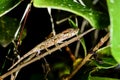 Big-nosed chameleon, calumma nasutum, ranomafana Royalty Free Stock Photo