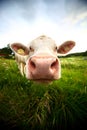 Big nosed cow curiously sniffing Royalty Free Stock Photo