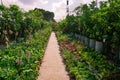 A big nursery garden on the business Royalty Free Stock Photo