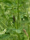 Big oak Bock on clover