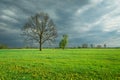 Big oak in a green meadow, rainy clouds on the sky Royalty Free Stock Photo